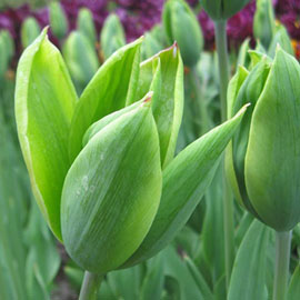 Tulips & Evergreen Bouquet