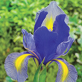 Dutch Iris Gipsy Beauty<sup>®</sup>