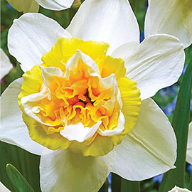 Double Daffodil Popeye