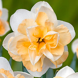 Double Daffodil Golden Pearl