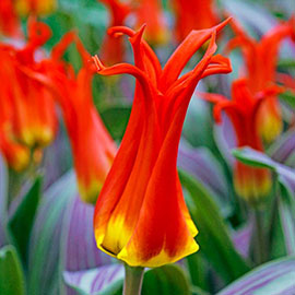 Fosteriana Tulip Rigas Baricades