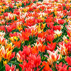 Bouquet Tulip Border