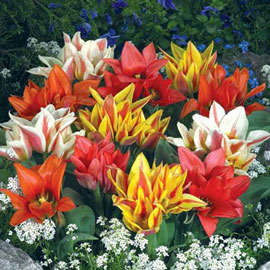 Bouquet Tulip Border