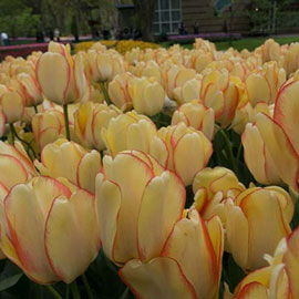 Darwin Hybrid Tulip Beauty of Spring