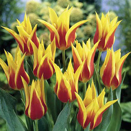 Lily Flowering Tulip Synaeda King