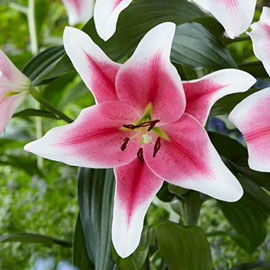 Giant Hybrid Lily Pink Brilliant