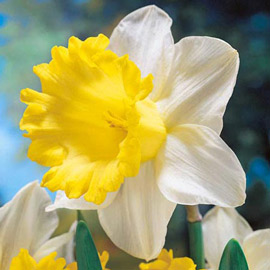 Trumpet Daffodil Goblet