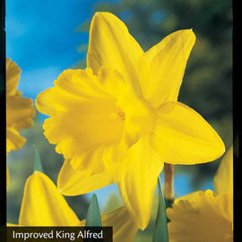 All Season Daffodil Collection