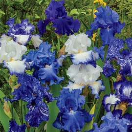 Blue German Iris Mix