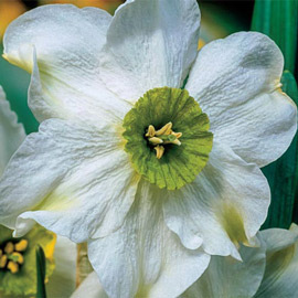 Small Cupped Daffodil Sinopel