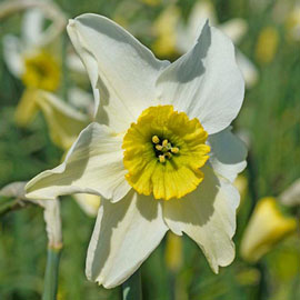 Small Cupped Daffodil Sinopel