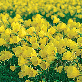 Narcissus Bulbocodium Oxford Gold<sup>®</sup>