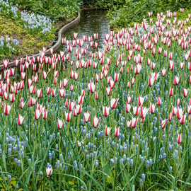 Tulip Peppermint Stick