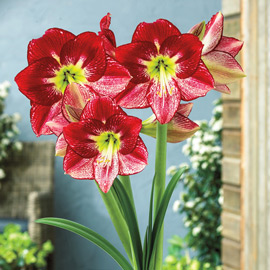 Amaryllis Flamenco Queen