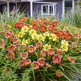 EveryDaylily<sup>®</sup> Reblooming Daylily Mixture