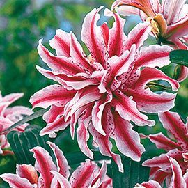 Double Oriental Lily Magic Star