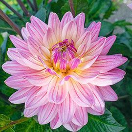 Decorative Dahlia Pink Magic