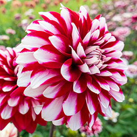 Karma Dahlia Yin Yang<sup>®</sup>