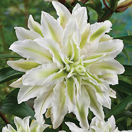 Double Oriental Lily Lodewijk