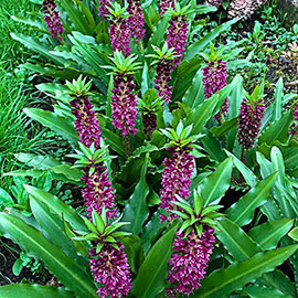 Eucomis Aloha Lily Leia (Pineapple Lily)
