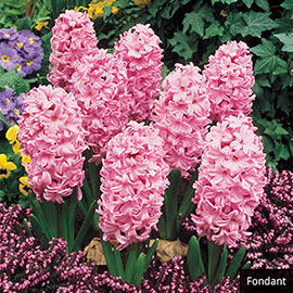 Fragrant Hyacinth Collection