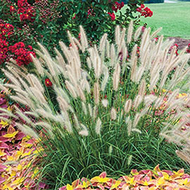 Hameln Dwarf Fountain Grass
