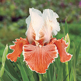 Reblooming German Iris English Charm