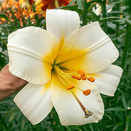 Trumpet Lily White Planet