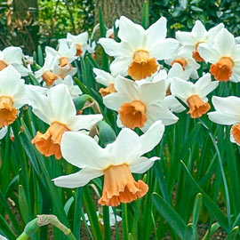 Large-Cupped Daffodil Accent 