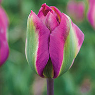 Late-Flowering Tulip Nightrider
