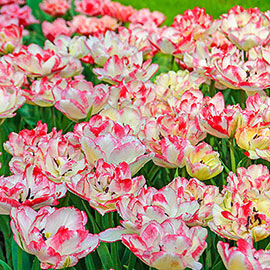 Double Peony Tulip Cartouche- Wholesale Bulb | K. van Bourgondien