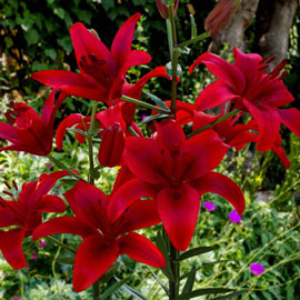 Asiatic Lily Red Highland