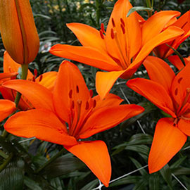 Asiatic Lily Orange Ton