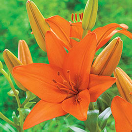 Asiatic Lily Orange Ton
