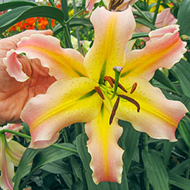Giant Hybrid Lily Elusive