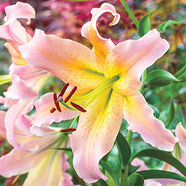 Giant Hybrid Lily Elusive