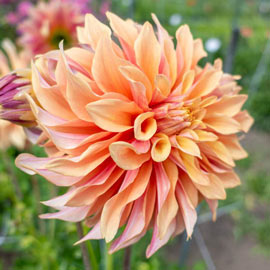 Dinnerplate Dahlia Tyrell