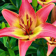 Asiatic Lily Forever Summer