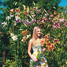 Giant Orienpet Lily Mix