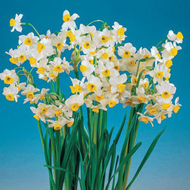 Paperwhite Narcissus Chinese Sacret Lily