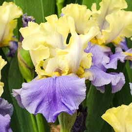 German Iris Easter Candy