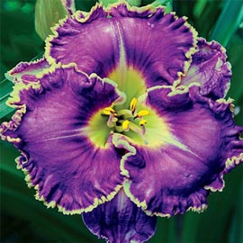 Reblooming Daylily Spiny Sea Urchin