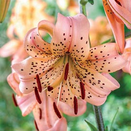 Old-Favorite  Lily Pink Giant