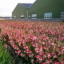 Hardy Gladiolus Galaxian<sup>®</sup>