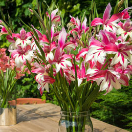 Hardy Gladiolus Galaxian<sup>®</sup>