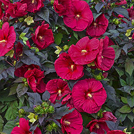 Hibiscus Mars Madness