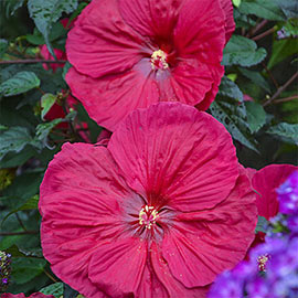 Hibiscus Mars Madness