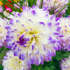 Dinnerplate Dahlia Hapet Blue Eyes