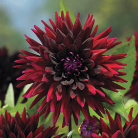 Cactus Dahlia Black Narcissus