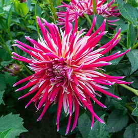 Cactus Dahlia China Town